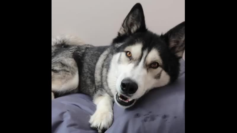 У бабы галюны песа тупа лает