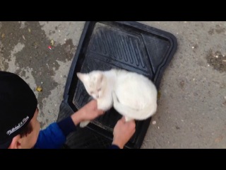 Дебил моет полик кошкой