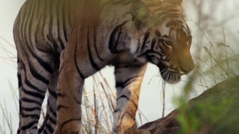 2 взросление (growing up)