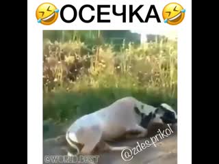 Осечка