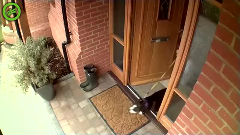 Хозяйка, ну не тормози! я гулять хочу!
