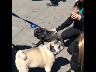 Staying a few days in my parents old neighborhood on the upperwestside🚖 sooo happy to be here and there's pugs!!!! such great