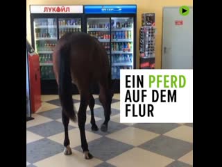 Da steht ein pferd auf dem flur