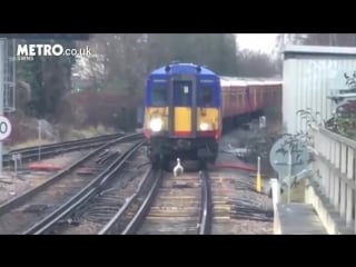 Машинист сбавил скорость, чтобы не беспокоить птицу во время утренней прогулки (vhs video)