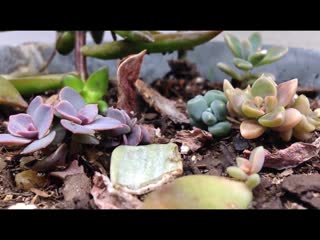 Succulent propagation time lapse