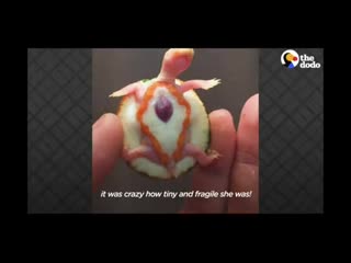 Exposed heart turtle flaps her arms whenever her dad comes near her tank