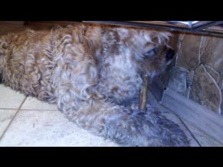 Любимая палочка выручалочка жорика