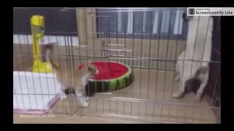 Мопсы впервые сталкиваются с котенком