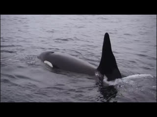 Копейчанин занимается спасением китов