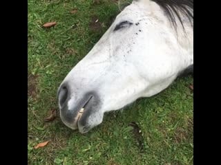 I wonder what horses dream the sound up! #piri #sleepingbeauty #horsesofinstagram #dapplegrey #sleep #dreams