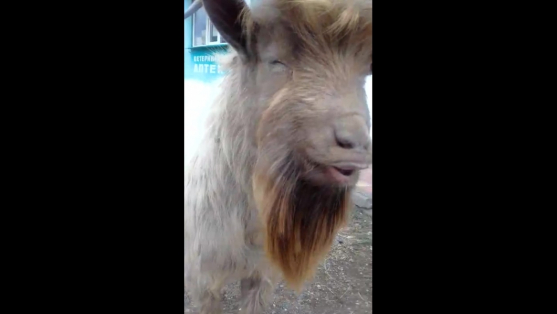 Накуренный козел