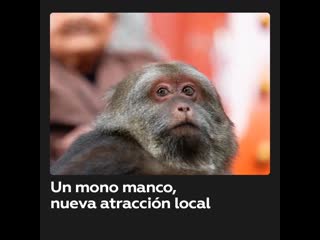 Inusual mono se convierte en estrella de internet en china