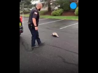 Usa today on instagram pepe le phew a police officer was able to save a skunk with its head stuck in a container without an