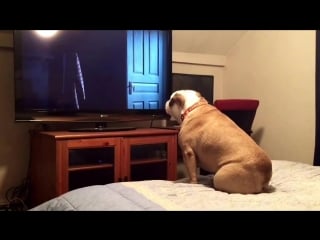 Bulldog watches a horror movie, does something incredible during scary scene