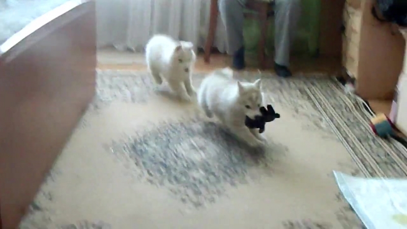 Щенки хаски вечные двигатели