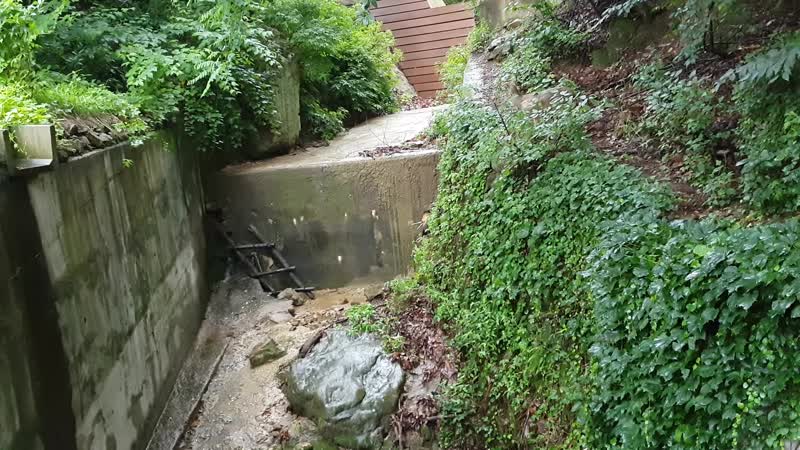 Харза охотится на детеныша оленя