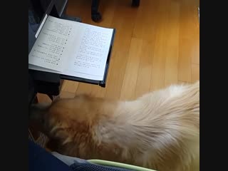 Golden retrievers left in shock after they see printer in action