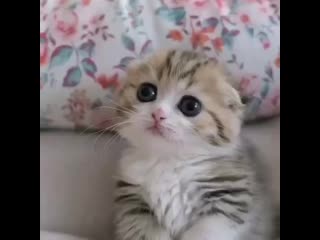 Ебнутый кот потратил все деньги и просит на пиво