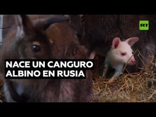 Nace un canguro albino en un zoológico privado ruso