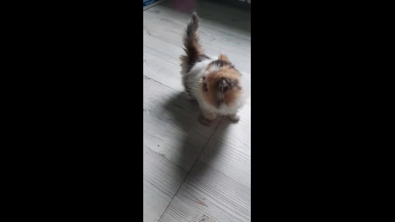 Девочка персидская помёт v