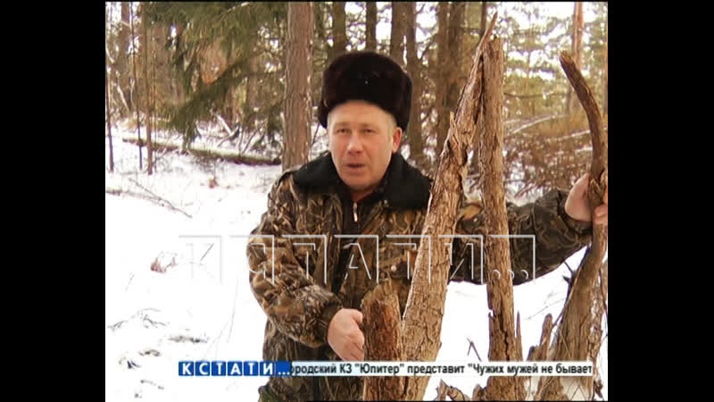 Жителю гагино, который собрал не тот валежник в лесу, грозит 18 лет лишения свободы