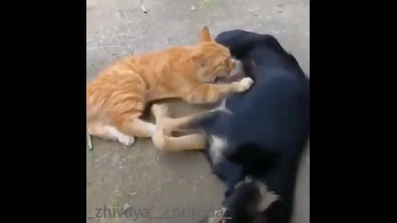 Наглая рыжая морда😂