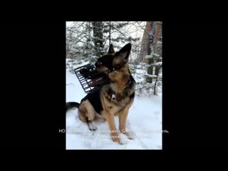 Но прорезиненный намордник gappay chopo кобель