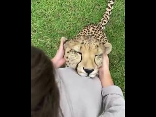 Гепард секс