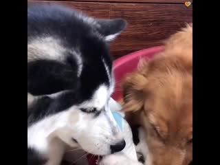 Golden retrievers and husky welcomes tiny baby kittens