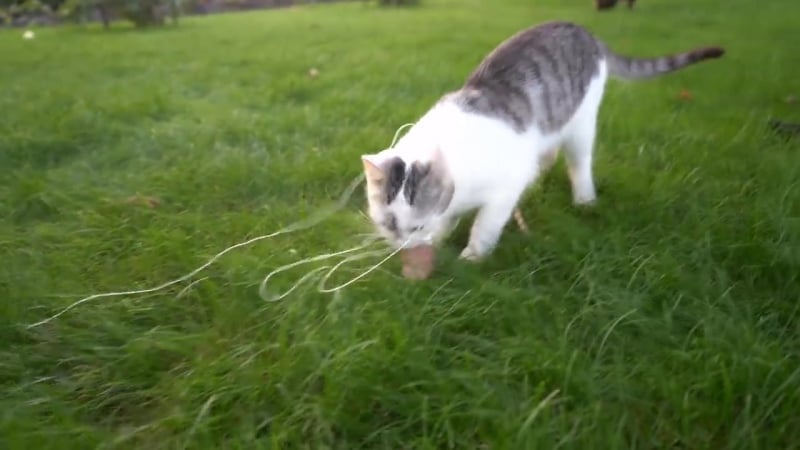 [а ну ка давай ка] летние пранки над котами! новые приколы для пары кот малыш и кошечка! 3 смешных пранков над друзьями