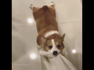 Woof mp4