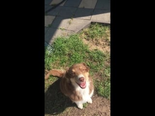 Tsedrella sinensis for froland (варя)