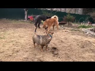 Дорис лаврик гриша