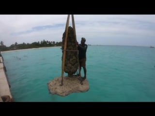 The coralarium by jason decaires taylor at fairmont maldives sirru fen fushi