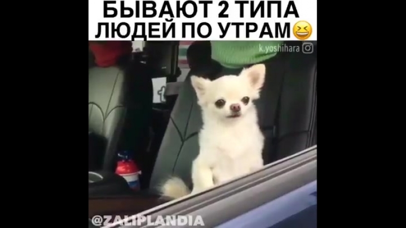 2 типи людей зранку
