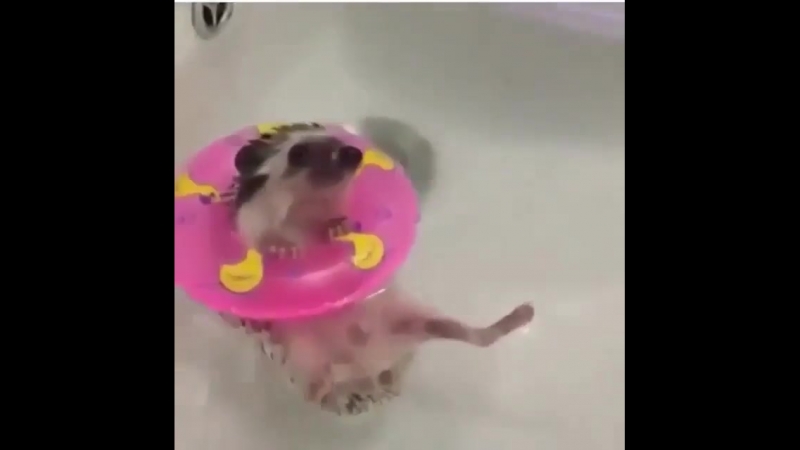 Спасение ежа на водах