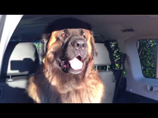 Леонбергер михей 18 года 88кг leonberger micah 18 years 88kg