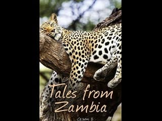 Сказочная замбия / tales from zambia / сезон 1 серия 6 земли прайда / pride lands