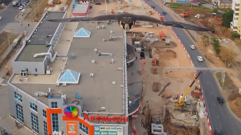 Соколы атаковали дрон