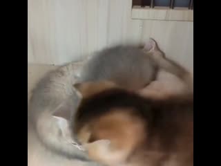 Awesome pets 20200505 004522 0 mp4