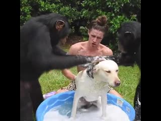 Splish splash dog taking a bath