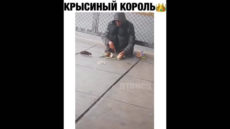 Крысиный король