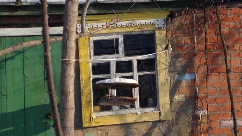 Из жизни кормушки синички долина рамайдан, январь 2017