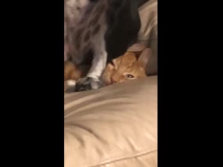 No kitties were harmed in the making of this video