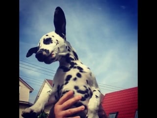 Dalmatian lucky