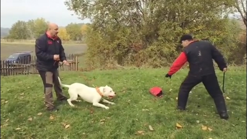 Protection porn video – Зкс| training to protection|