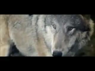 10 сцена русской конной охоты