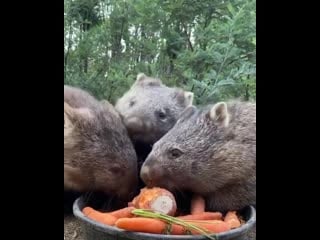 Голодные трио вомбат