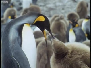 King penguins attenborough life in the freezer bbc
