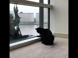 Window washer plays with cat while cleaning